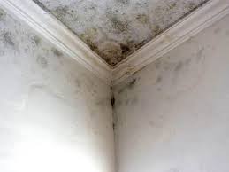 Best Post-Construction Mold Inspection in Manawa, WI